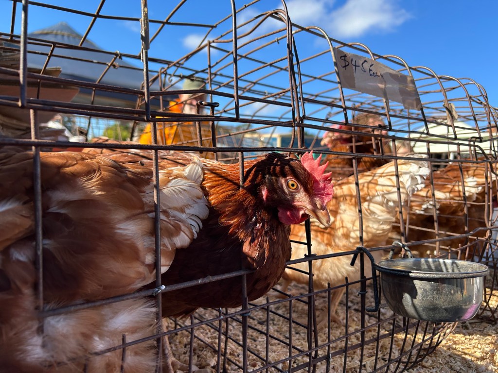 brown hens in a cage